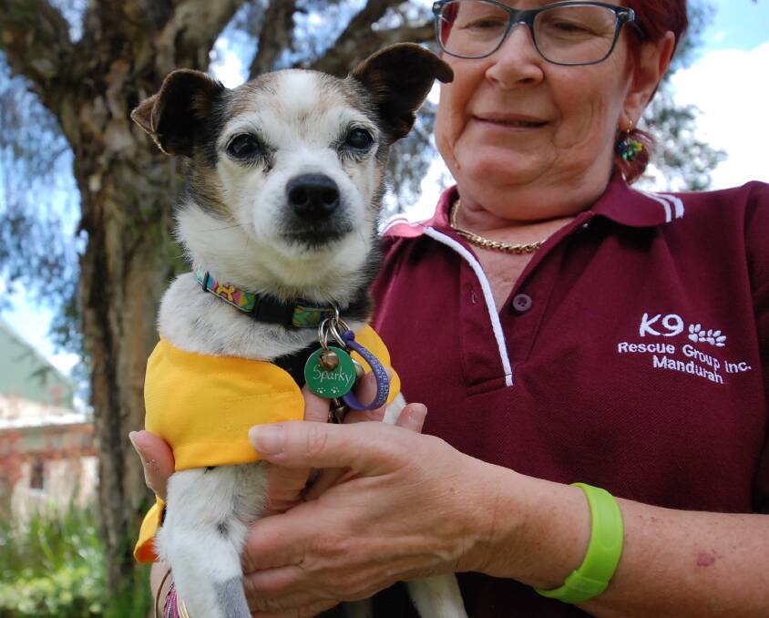 Janine Matthews adopted 11-year-old Chihuahua x terrier Sparky into her family earlier this year. Photo: Kaylee Meerton. 