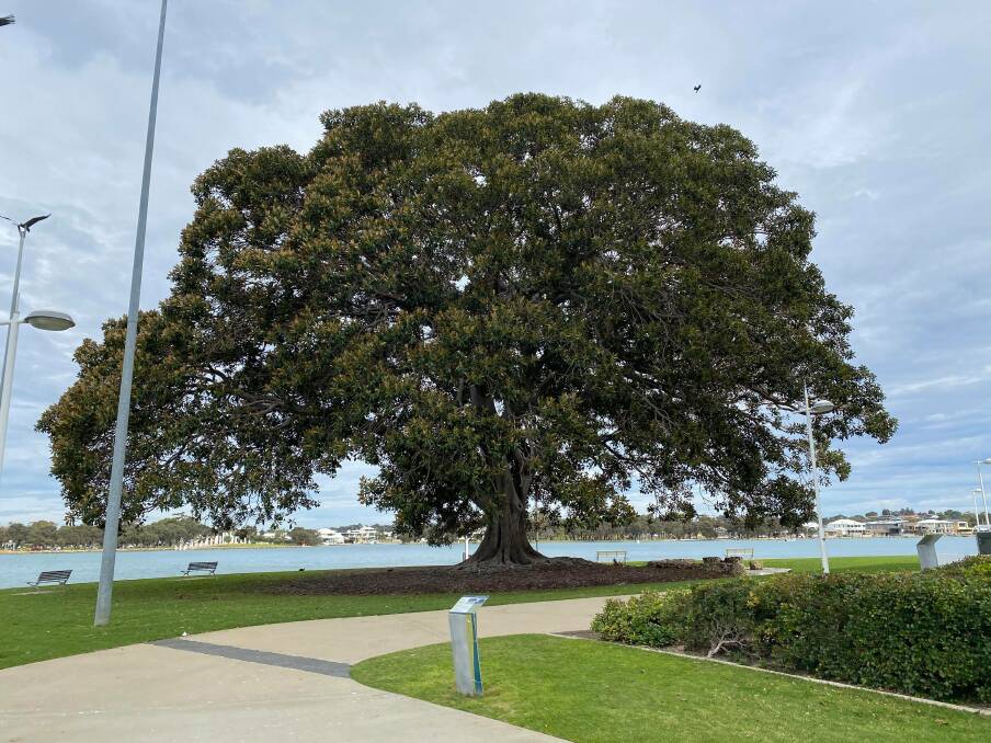 Mandurah's Moreton Bay fig tree is one of many local icons to enjoy during a beautiful stroll through town. Photo: Kaylee Meerton.