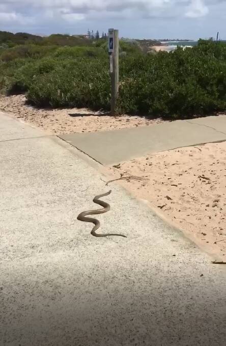A Seascapes couple have captured footage of a snake sunbaking along the footpath on Boardwalk Boulevard, warning residents to be vigilant.