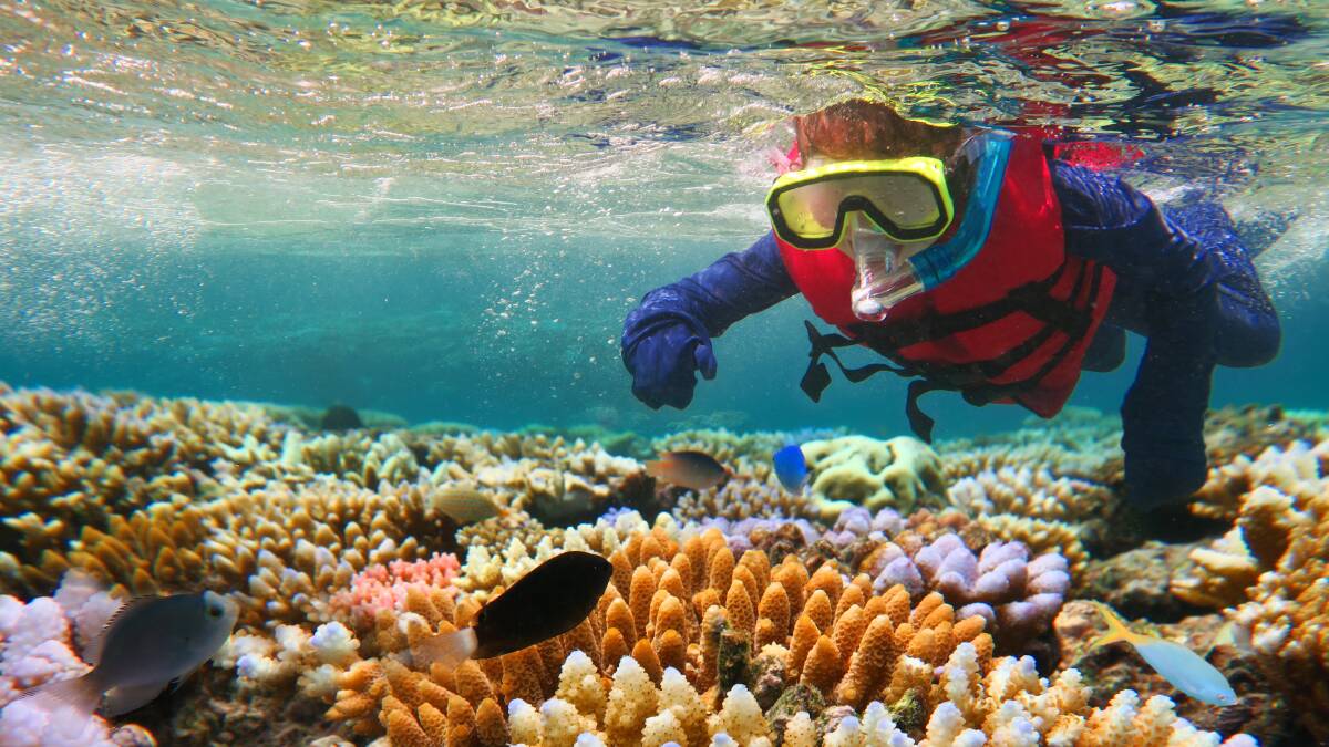 Great Barrier Reef in decline and no one cares | Mandurah Mail ...
