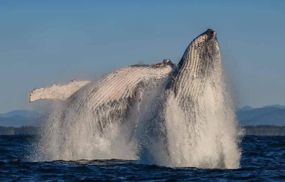 Whales captured off Port Macquarie on June 27. Photo: Jodie Lowe's Marine Animal Photography
