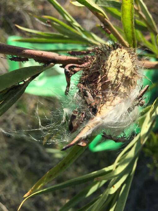 The Peel Harvey Biosecurity Group is asking residents in the region to report significant infestations of cotton bush in their local areas. Photo: Facebook/Peel Harvey Biosecurity Group.   