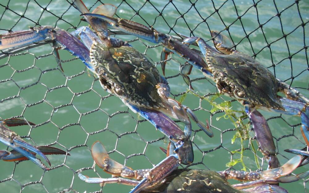 Crab stocks in the Peel-Harvey estuary are showing encouraging signs. Photo: File image. 