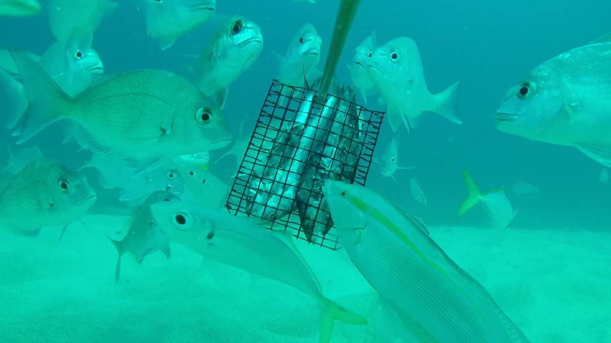 Mandurah's artificial reef is showing encouraging signs four years after deployment. Photo: Supplied.