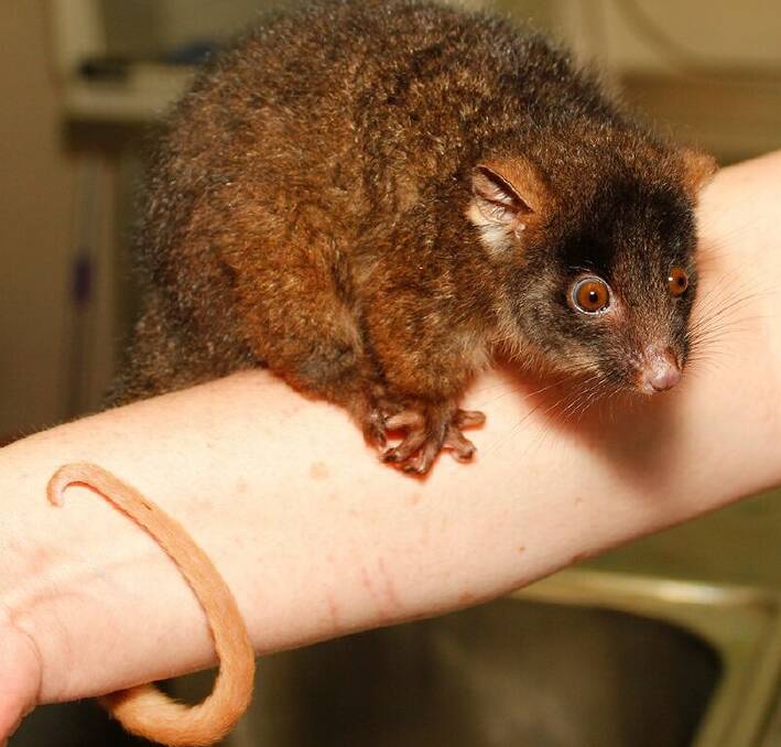 The rehabilitation of ringtail possums will be high atop the agenda for Mandurah Wildlife this year. Photo: Supplied. 