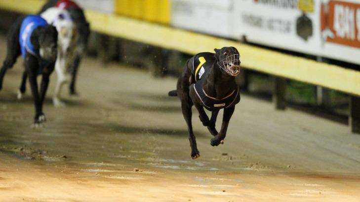 Four greyhounds sustained injuries over a one-week period at Mandurah. Photo: File image.