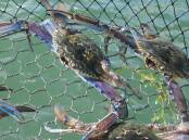 There are plenty of spots to catch a feed of blue swimmer crabs in Mandurah. 