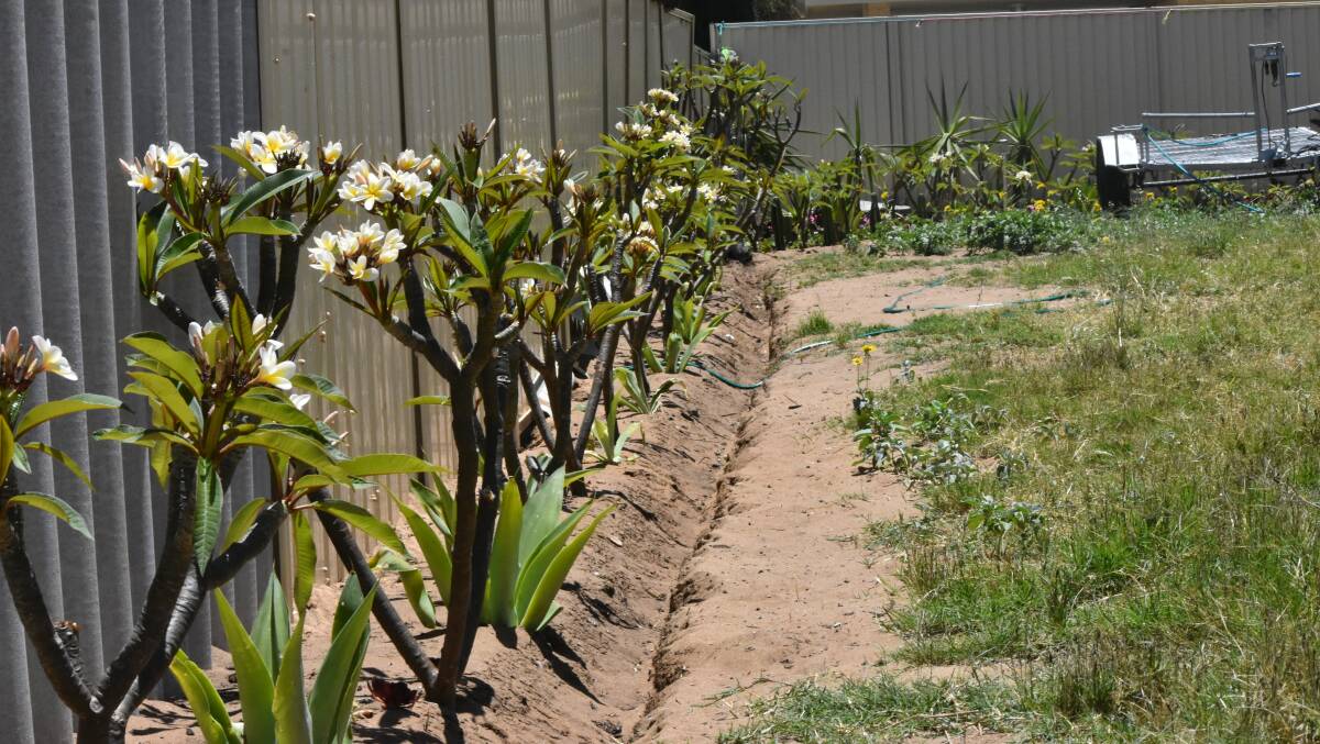 Gavin has planted frangipani trees around the border of the block, after clearing a mass of drug paraphernalia from the land. Photo: Justin Rake.