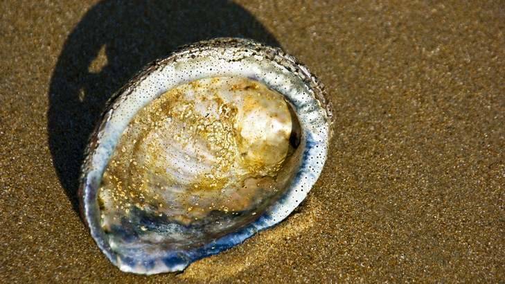 Abalone fishers are being urged to consider their safety when entering the water on Saturday. Photo: File image.