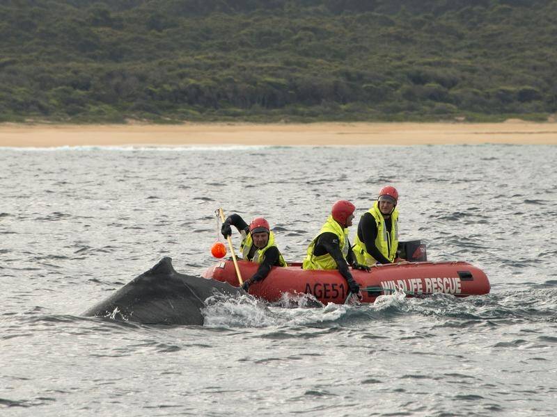Marine Rescue NSW has rescued an entangled whale near Port Kembla, south of Sydney. (PR HANDOUT IMAGE PHOTO)