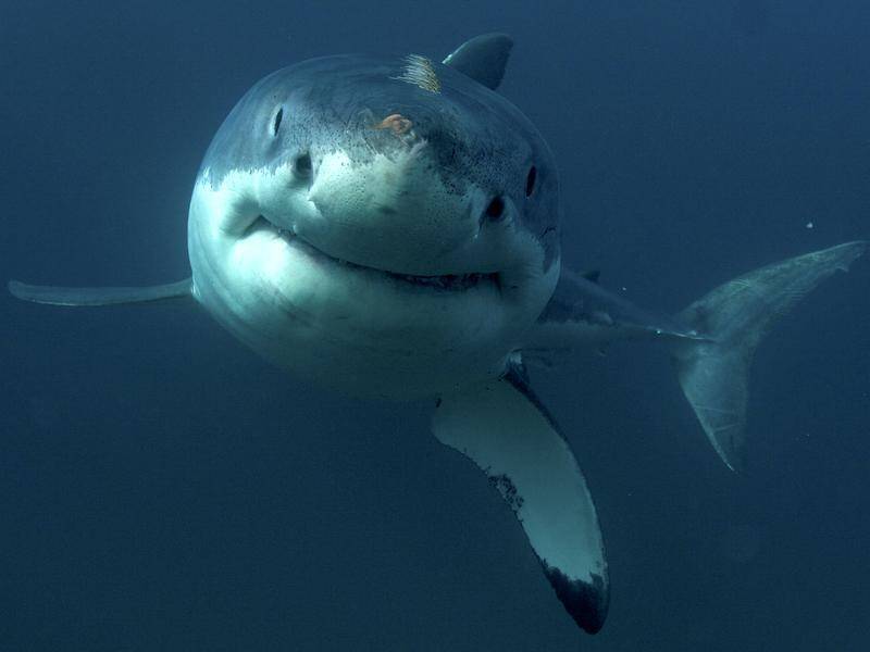 The area around Esperance on WA's south coast is a known breeding ground for great white sharks.