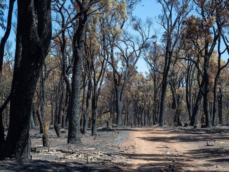 Western Australia will end the logging of native forests in the state from 2024.