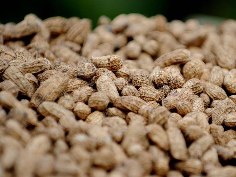 An immunology expert said about half a million Australians have a potentially fatal peanut allergy. (Tracey Nearmy/AAP PHOTOS)