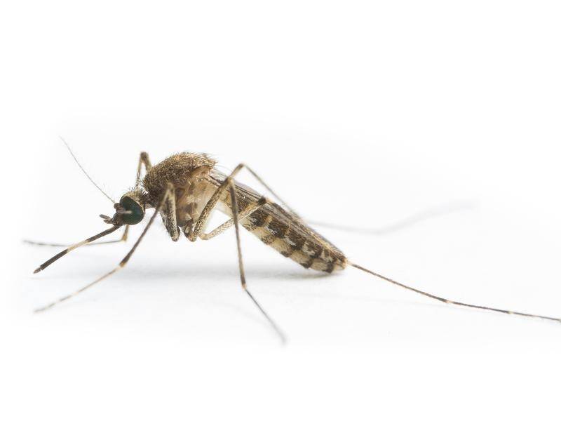 Heavy rain in Victoria means more mosquitoes, prompting a warning about the diseases they carry. (PR HANDOUT IMAGE PHOTO)