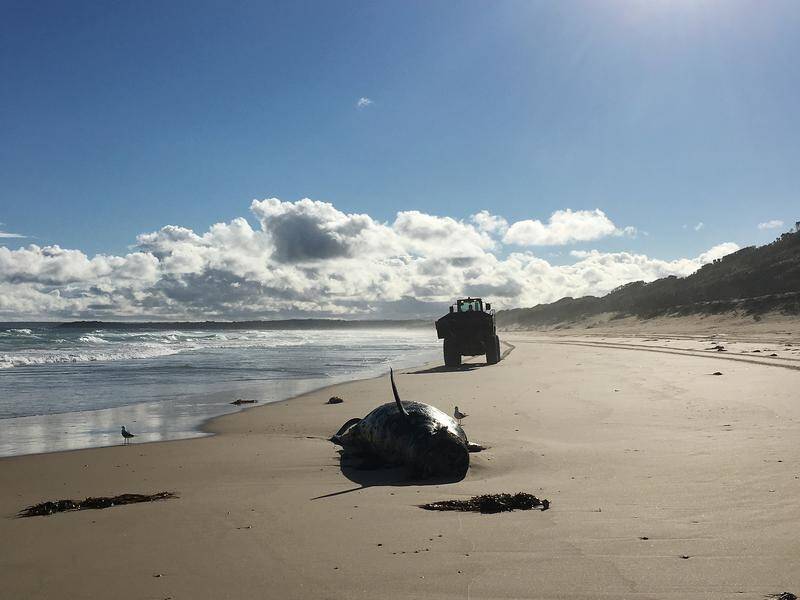 Two dead pilot whales have been removed from the Victorian coast after washing ashore.