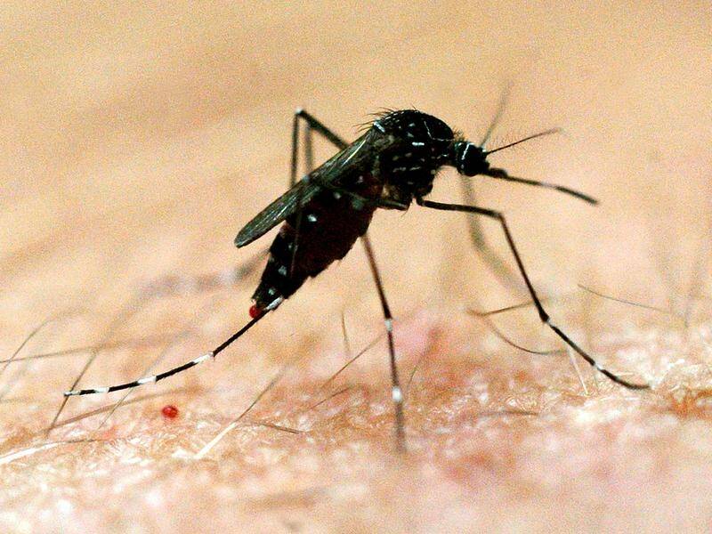 A NSW man is the second Australian to die after contracting Japanese encephalitis.