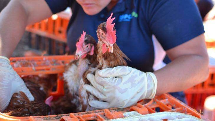 Hundreds of chickens die after Ellenbrook intersection truck accident |  Mandurah Mail | Mandurah, WA