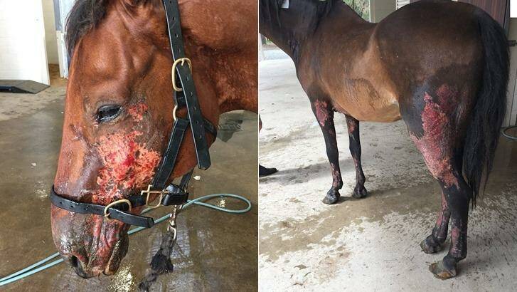 The horses' injuries may get worse before they get better. Photo: Murray Veterinary Services