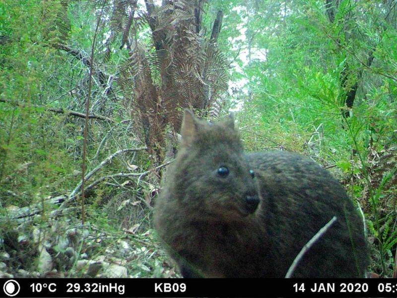 Quokkas may take more than a decade to recover from a 2015 bushfire in Western Australia.