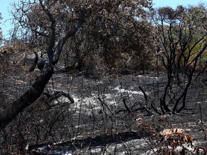 Researchers say climate change will increase the frequency of horror bushfire seasons in Australia.