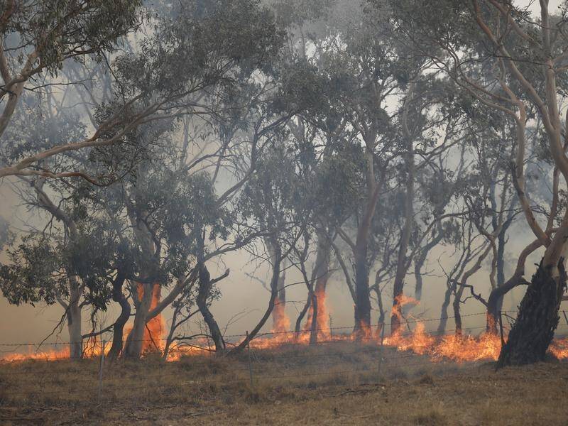 Australian scientists are looking at new ways to help governments manage deadly bushfires.