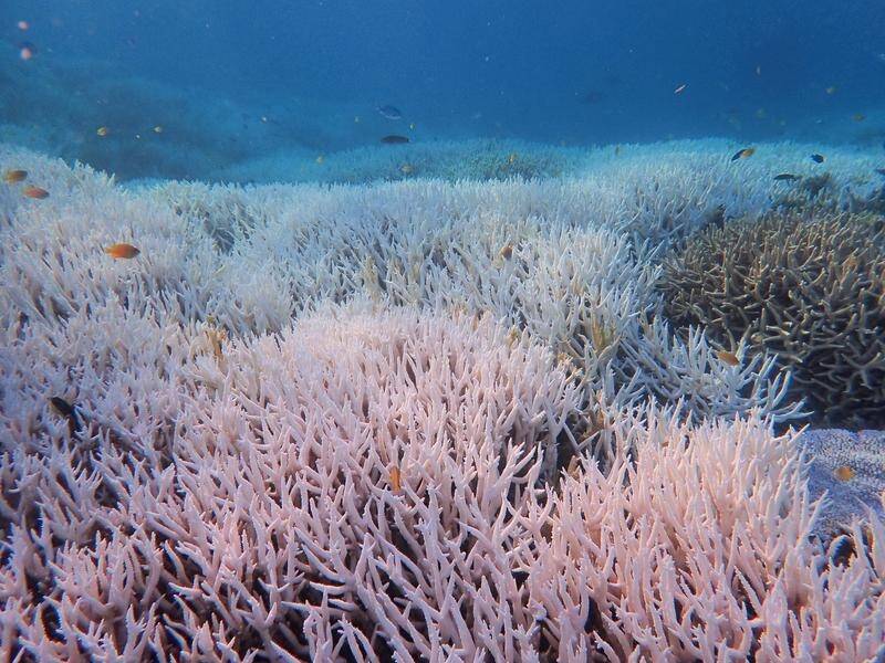 Coral has turned ghostly white on sections of the Great Barrier Reef as its suffers more bleaching. (HANDOUT/DIVERS FOR CLIMATE)