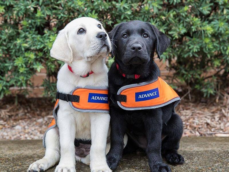 Guide Dogs Australia needs "puppy raisers" to provide loving homes and training for 200 dogs.