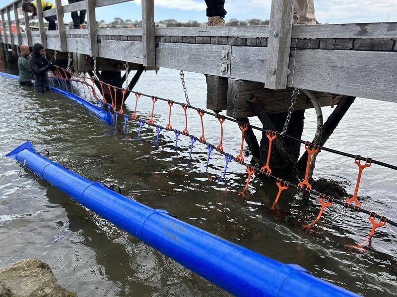 A shark barrier has been installed in Perth's Swan River after a fatal attack on a teenage girl. (HANDOUT/GLOBAL MARINE ENCLOSURES)