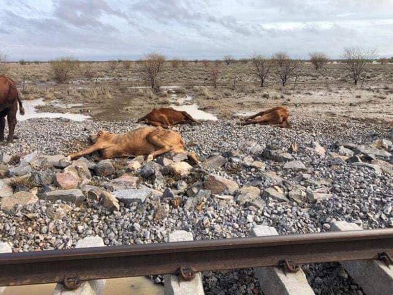 Disposing of dead livestock on western Queensland properties after floods could take months.