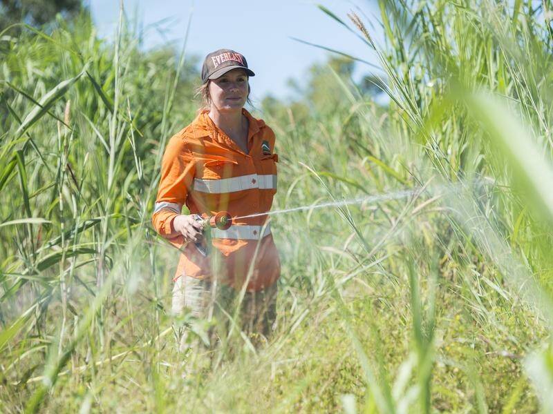 Introduced in the 1930s as cattle feed, Gamba grass flourishes in the northern Australian wet season