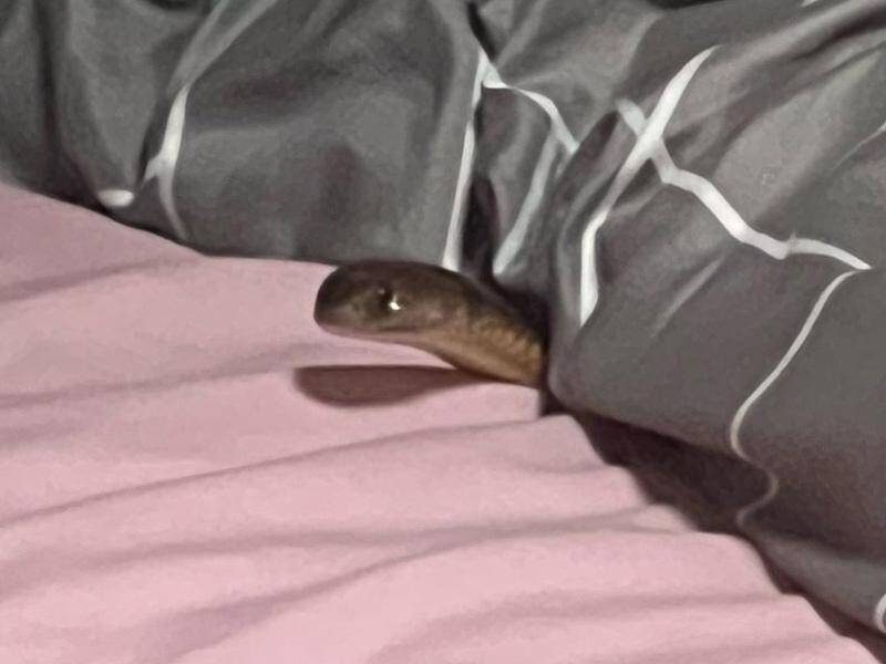 A snake that bit a woman in her own bed is believed to be a highly venomous eastern brown. (HANDOUT/RACQ LIFE FLIGHT)