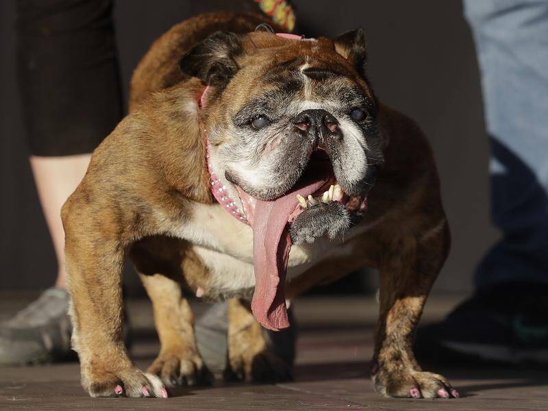 English Bulldog Zsa Zsa has won the San Francisco Bay Area's World's Ugliest Dog contest