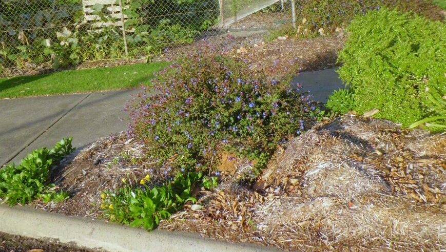 An example of a verge garden. Photo: File image. 