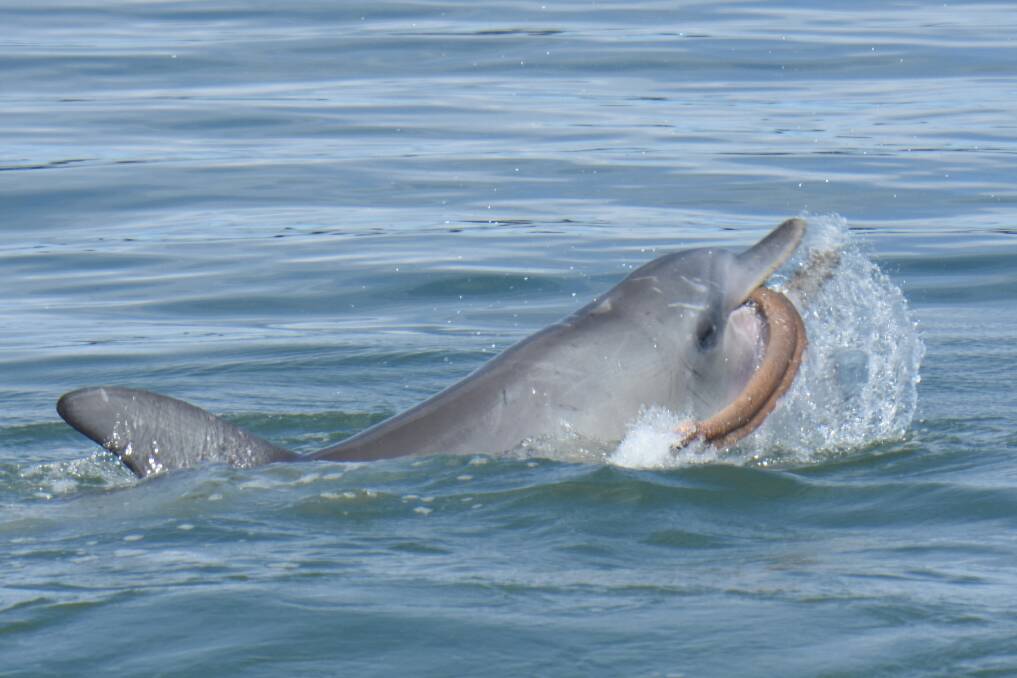 D-EEL-ICIOUS DINNER: A juvenile dolphin named Giggles was captured on camera by a group of researchers feasting on an eel in the Peel-Harvey waterways last week. Photo: Supplied.