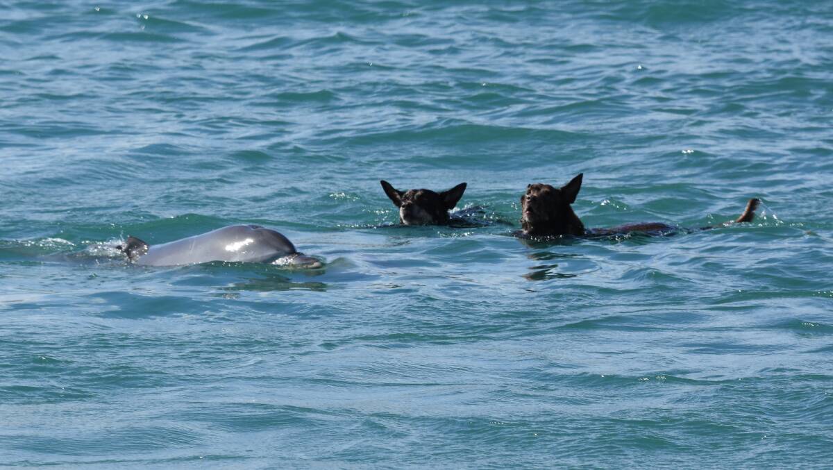 Unlikely friends: This inter-species interaction between Mandurah's dolphins and a local man's dogs amazed many and brought smiles to people’s faces. Photo: Supplied.