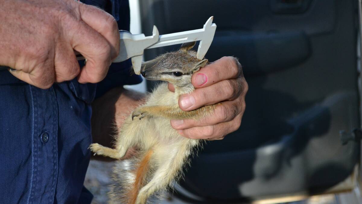 One of eight female numbats released in forest near Collie as part of a breeding program. Photo: Laura Newey/Collie Mail.