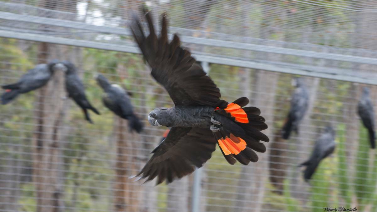 A Red Tailed Black Cockatoo in flight at Jammari rehabilitation centre, Nannup. Photo: Wendy Slee.