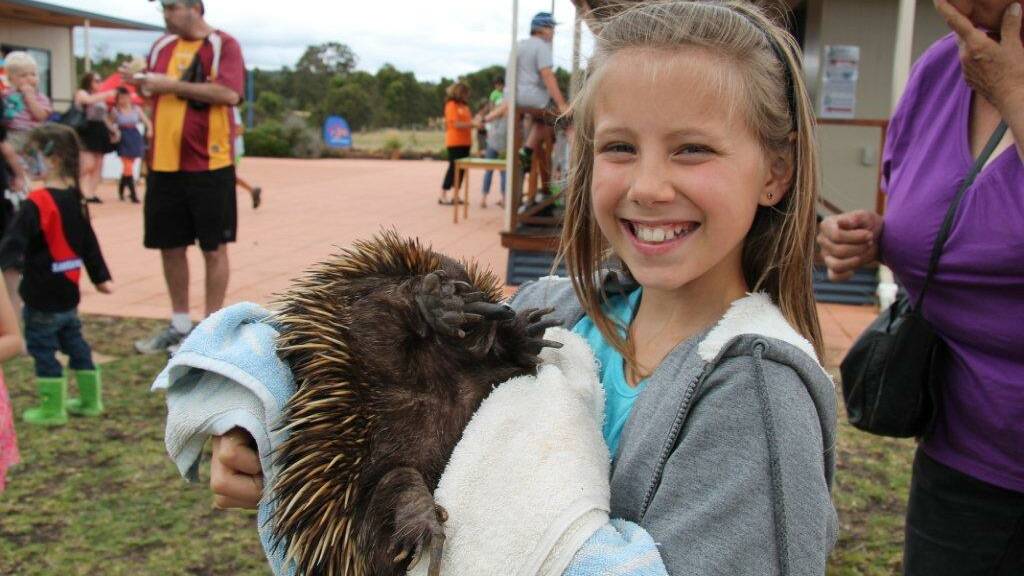 Elseya Seewraj pictured with the echidna at Childside School's open day in Boyanup. Photo: Donnybrook-Bridgetown Mail.
