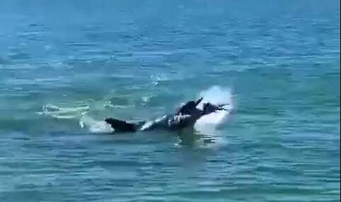 Dolphin doing an 'occy toss' in Mandurah's estuary | VIDEO