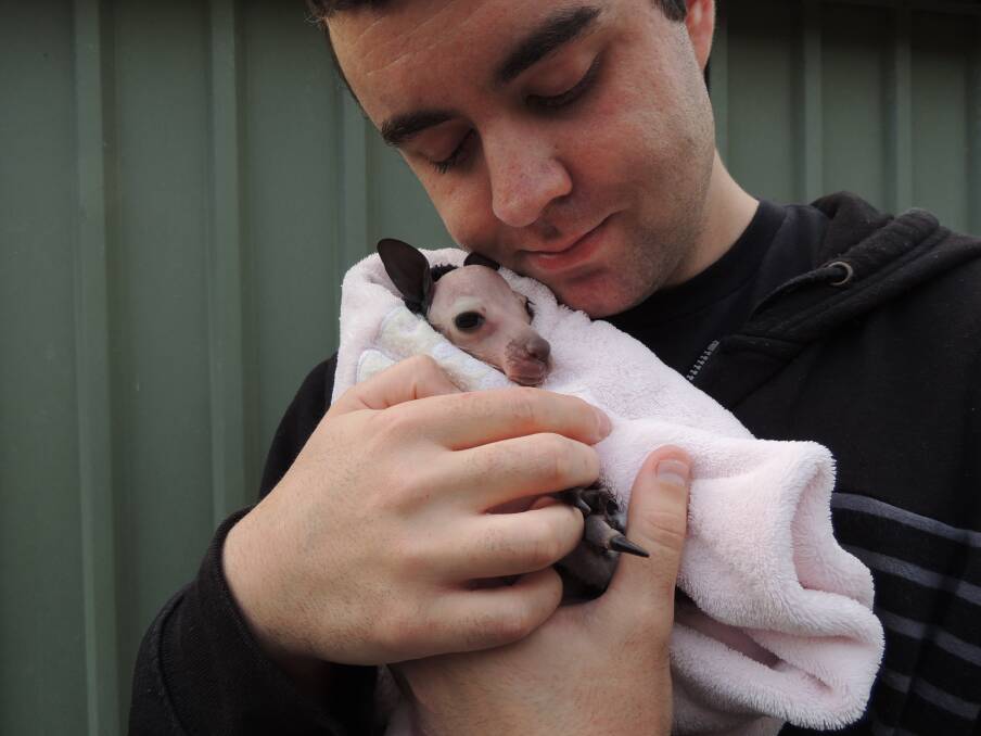 In safe hands: Volunteer at Just Joey Marsupial Care, Brayden Smith with a recently rescued 'pinkie'. Photo: Shannon Lawson.