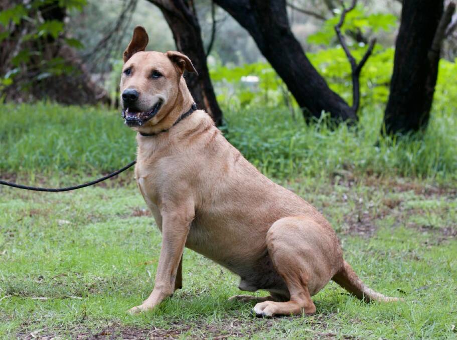 Clever boy: Sandi the Staghound cross knows several commands such as sit. Photo: K9 Rescue.