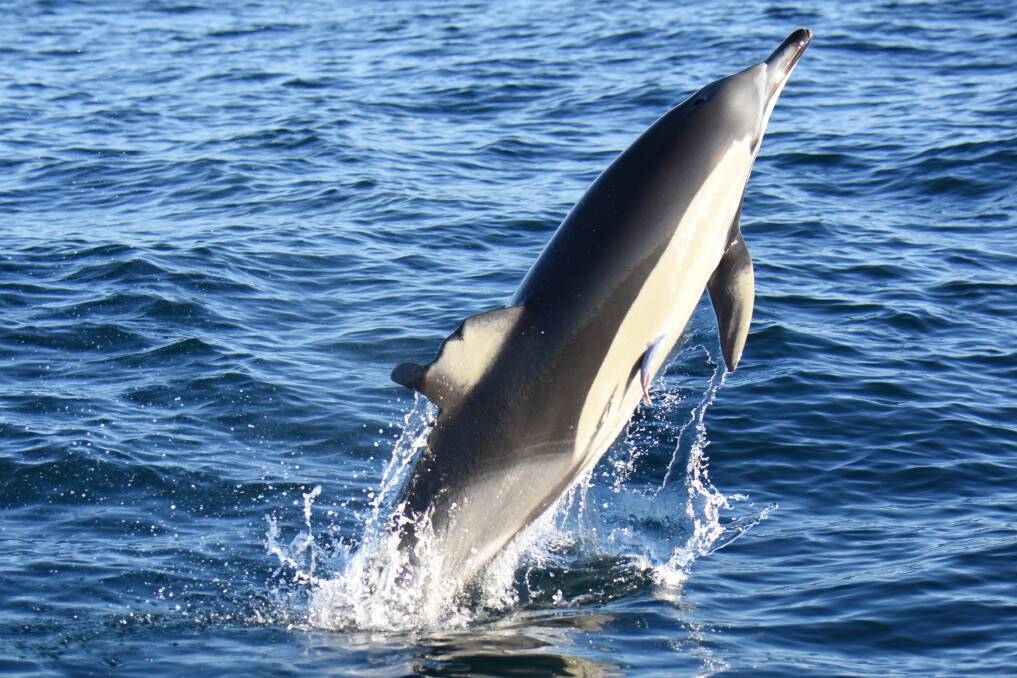 Catching a lift: A common dolphin leaping with a remora holding onto its side. Photo: supplied.