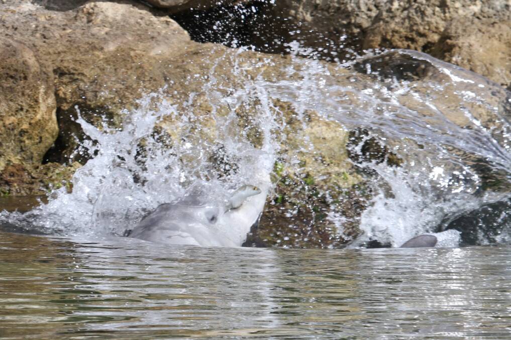 Specialised method: Dolphin catching mullet along the rock wall in Dawesville Cut. Photo: supplied.