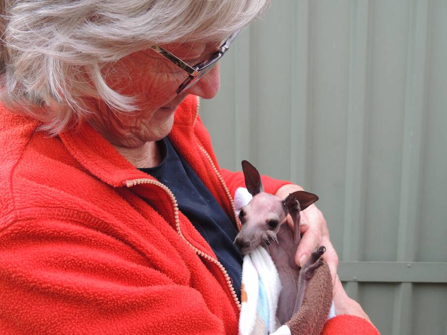Volunteer Lilah Waterfield with another young joey.