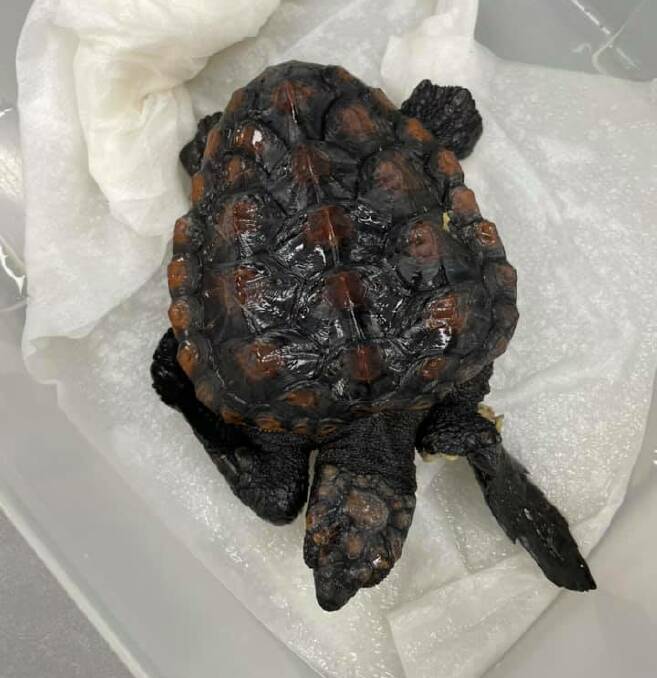 Story of survival: Seacil the loggerhead turtle hatchling was successfully rescued by Dr McKenzie last year and made a full recovery after having a flipper amputated. Photo: Falcon Vets/Facebook.