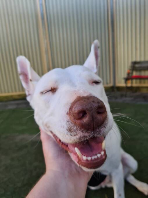 Looking for love: Khloe is one of K9's hard-to-home dogs because she is deaf. She has been adopted and returned twice since she came there in June 2020. Photo: Supplied.