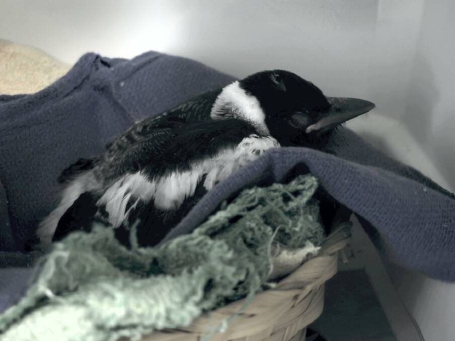 INSIDIOUS DISEASE: Help came too late for this bird. Photo: Mandurah Wildlife Rescue.