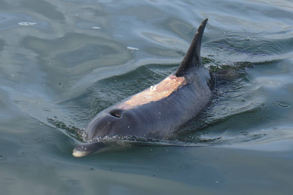 Stranding danger: A juvenile Peel-Harvey resident dolphin who suffered sunburn during a live stranding. Photo: supplied.