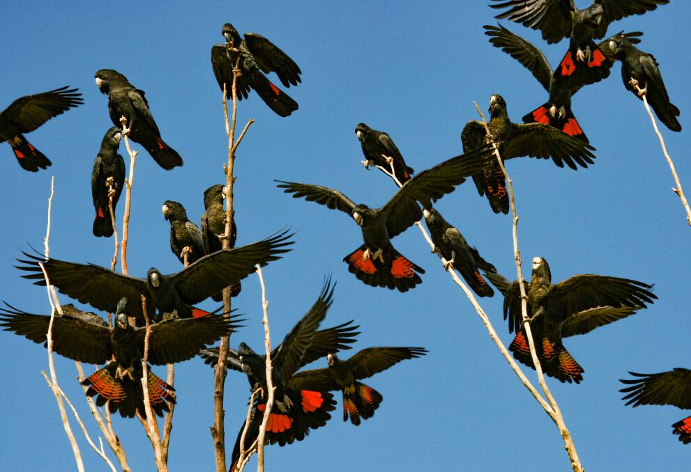 Red-tailed black cockatoos. Photo: DCBA.