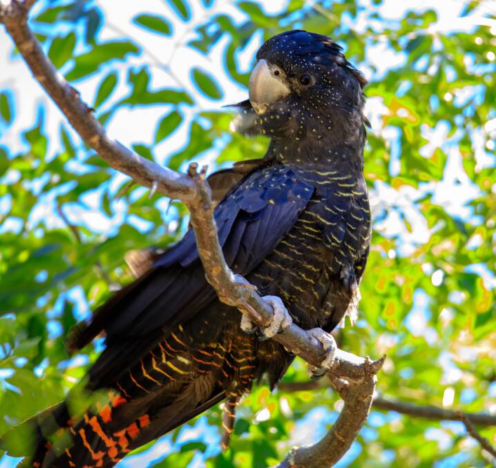 Threatened species: A red-tailed black cockatoo: Photo: The Department of Biodiversity, Conservation and Attractions (DCBA)